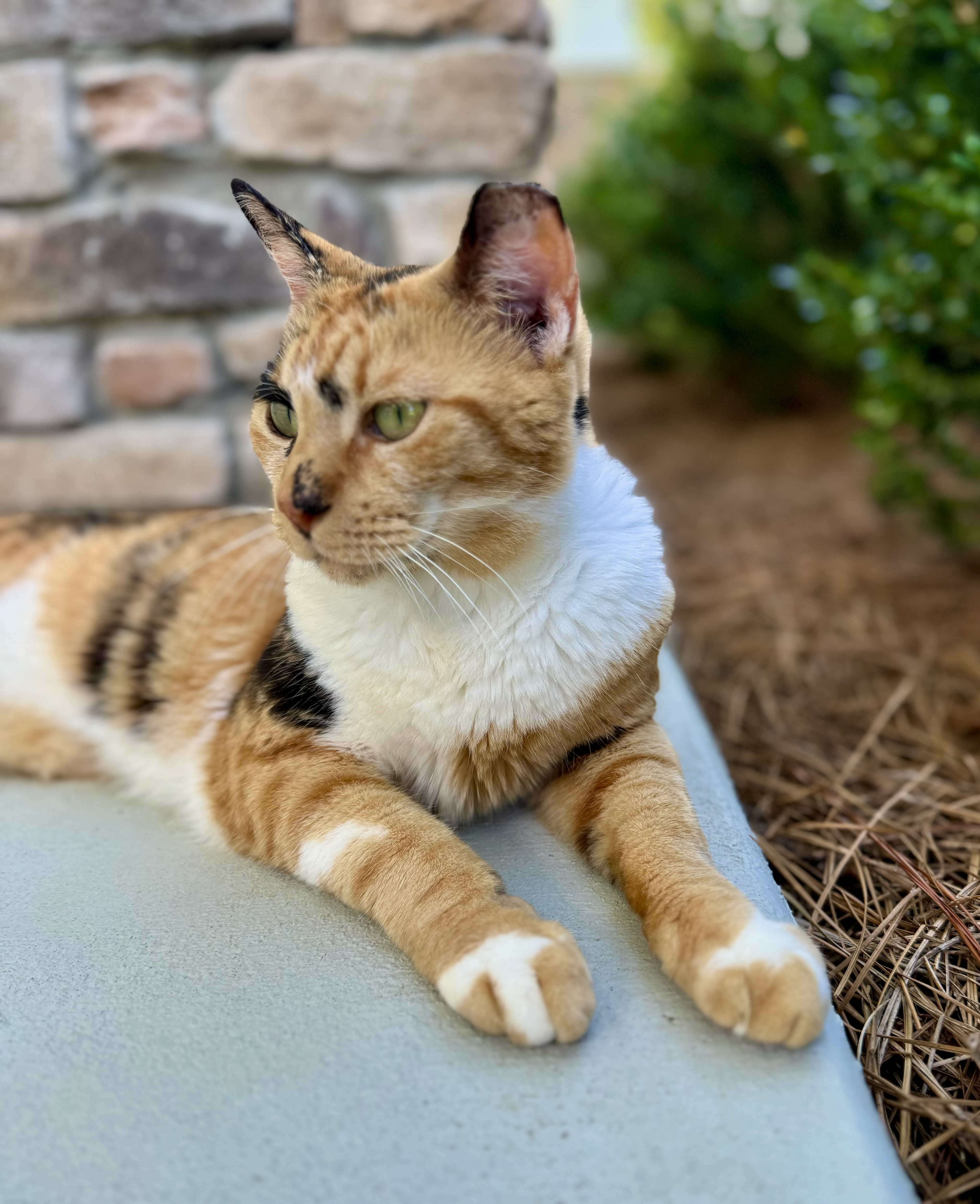 Cat for adoption Sweet Potato, a Domestic Short Hair in Tallahassee