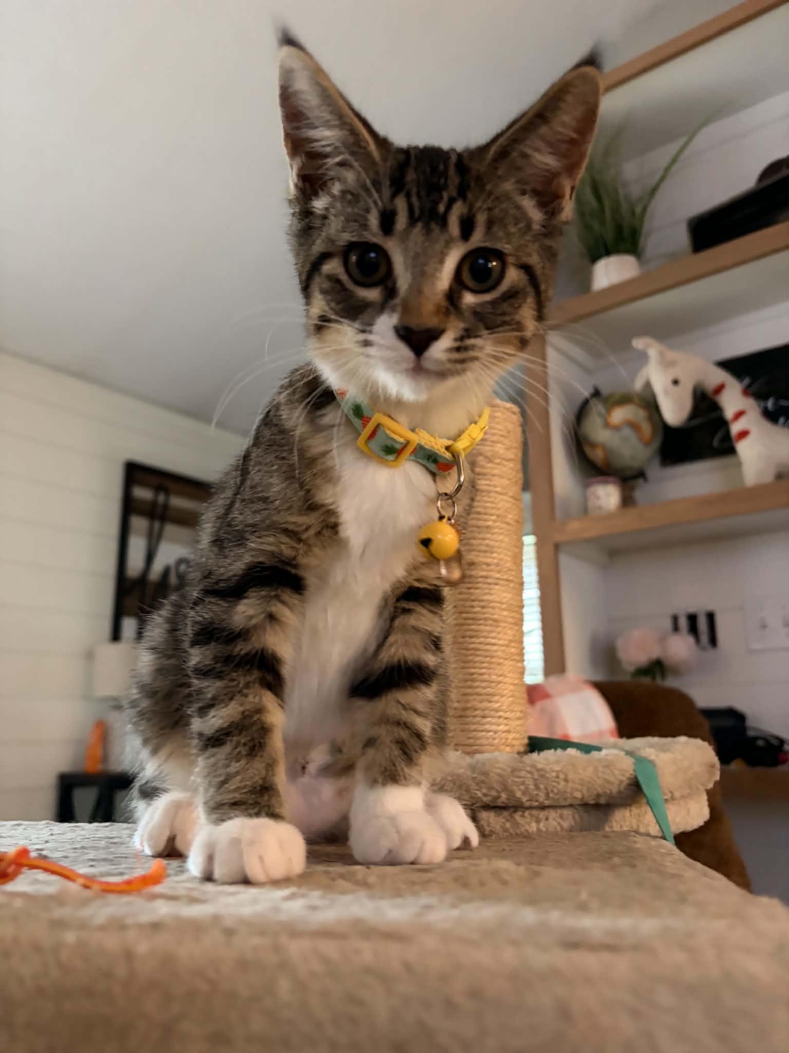 Sami, ADOPTABLE, Kitten Female Domestic Short Hair.