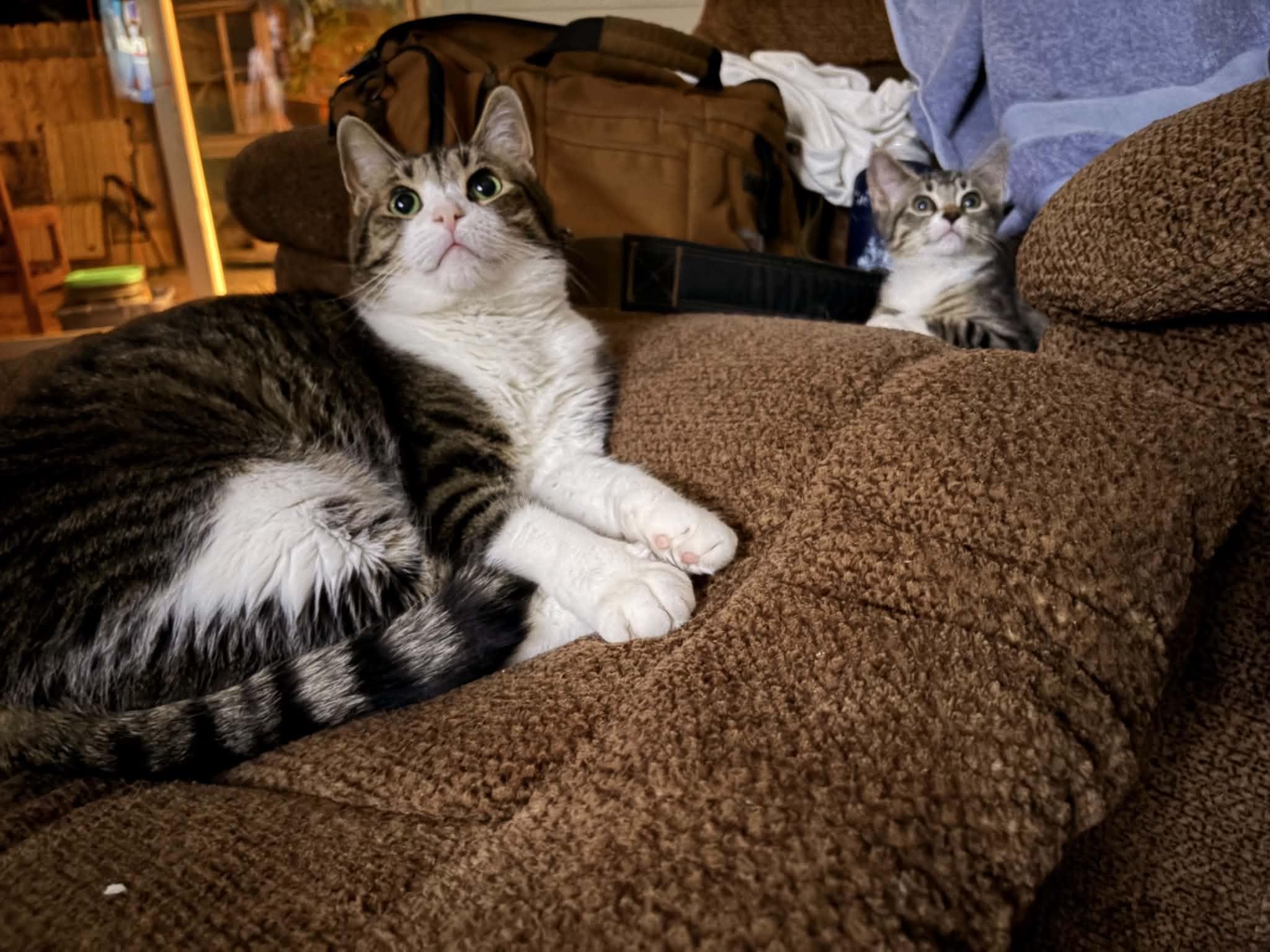 Sami, a ADOPTABLE Domestic Short Hair in East Lansing, MI image 3/6