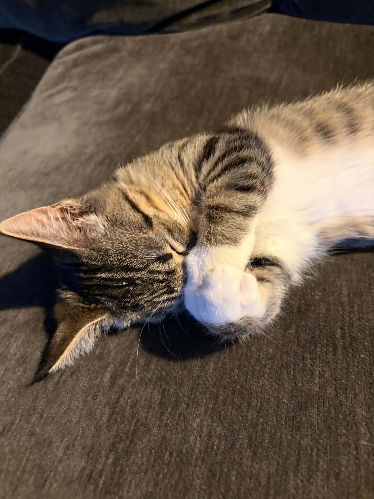 Sami, a ADOPTABLE Domestic Short Hair in East Lansing, MI image 4/6
