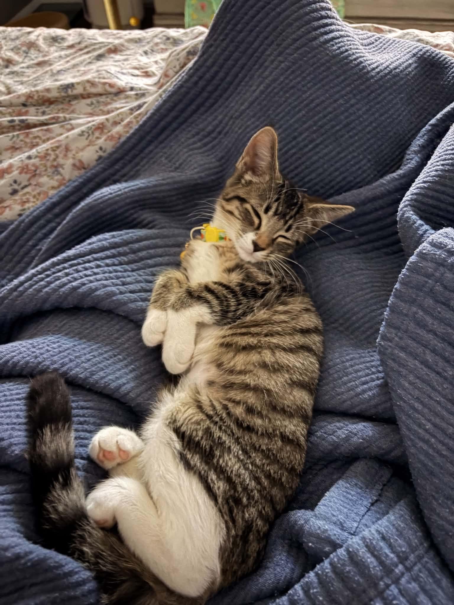 Sami, a ADOPTABLE Domestic Short Hair in East Lansing, MI image 5/6