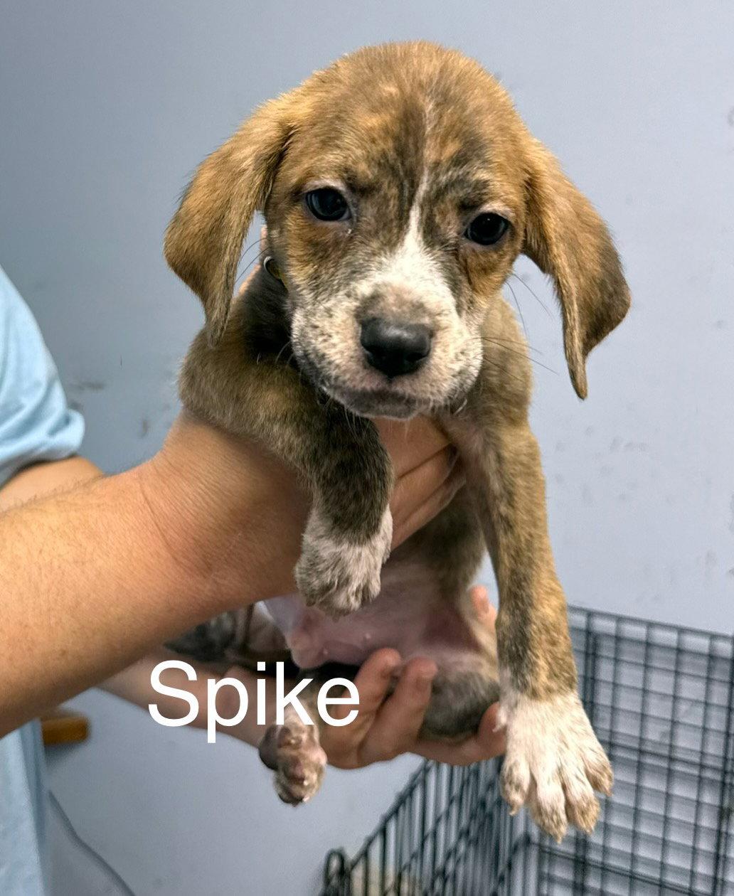 Spike, Adoptable, Puppy Male Hound.