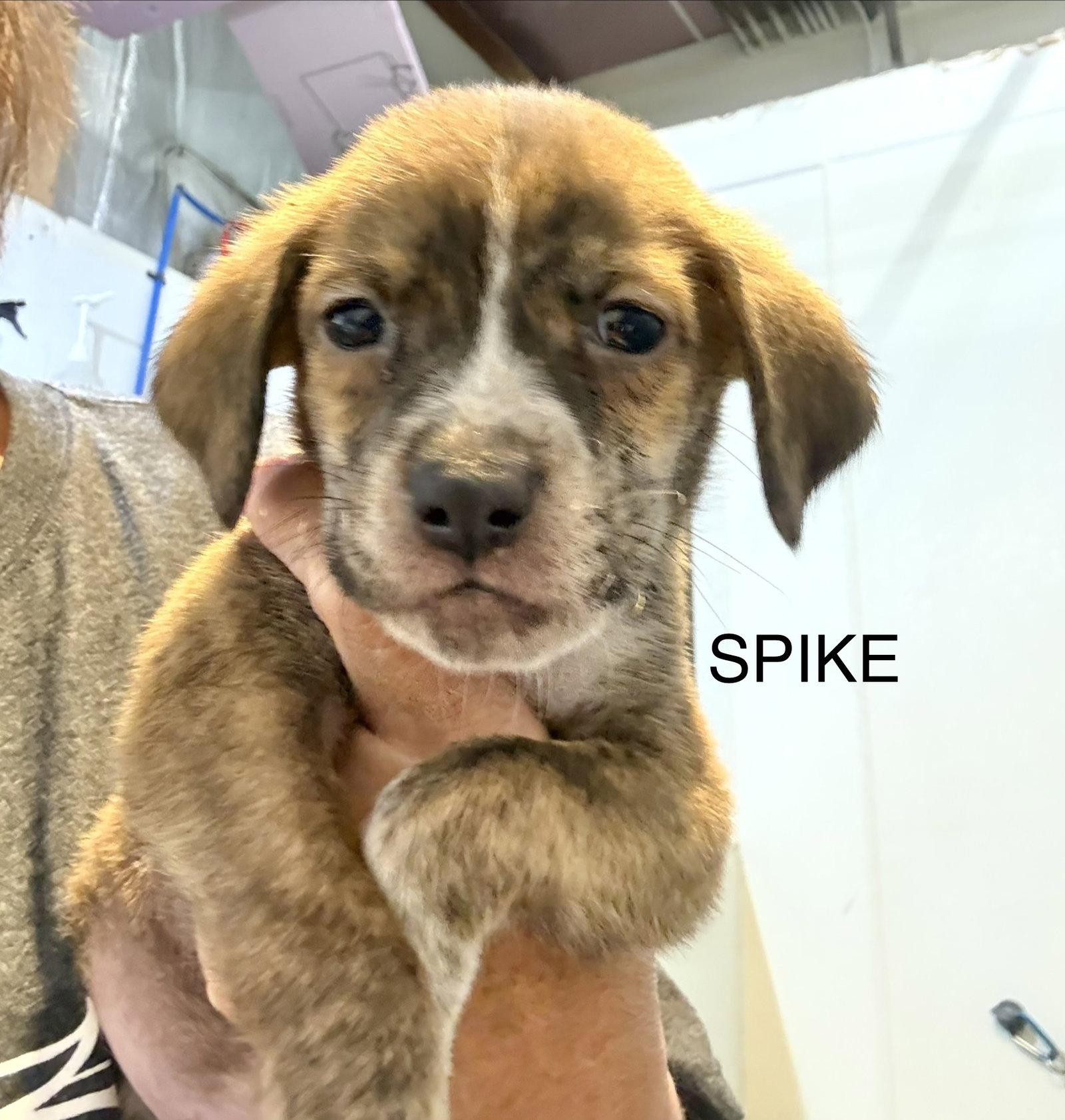 Enlarge Spike, a Adoptable Hound in GILBERTS, IL image 2/3