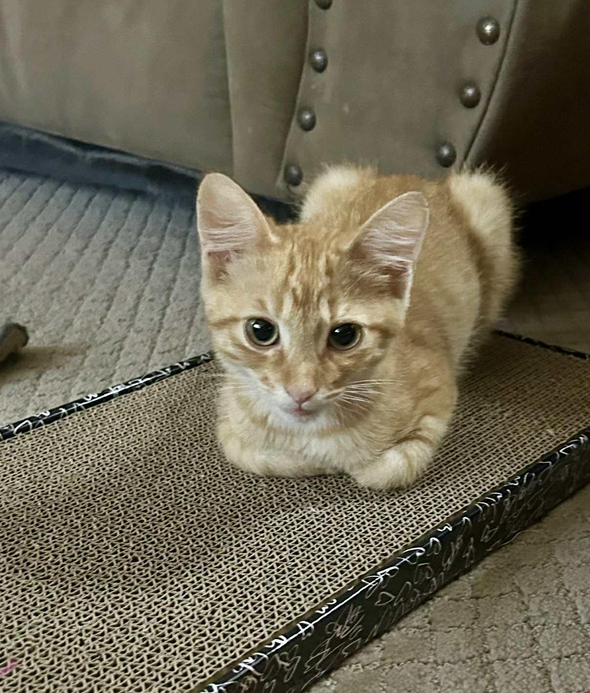 Archie, Adopted, Young Male American Shorthair & Tabby.