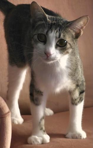 Enlarge Lovey, a ADOPTABLE mixed breed in Fair Oaks, CA image 2/2