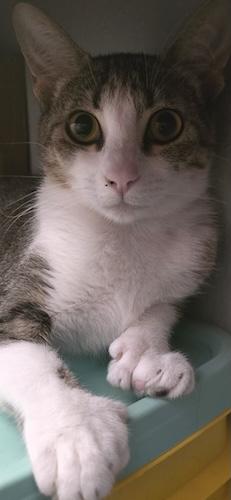 Lovey, ADOPTABLE, Young Female Extra-Toes Cat / Hemingway Polydactyl & Tabby.