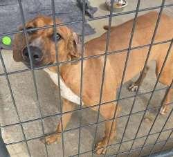 Enlarge Jenny, a ADOPTABLE mixed breed in Sudbury, MA image 2/2