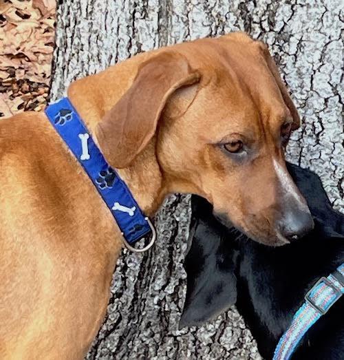 Enlarge Jenny, a ADOPTABLE mixed breed in Sudbury, MA image 1/2