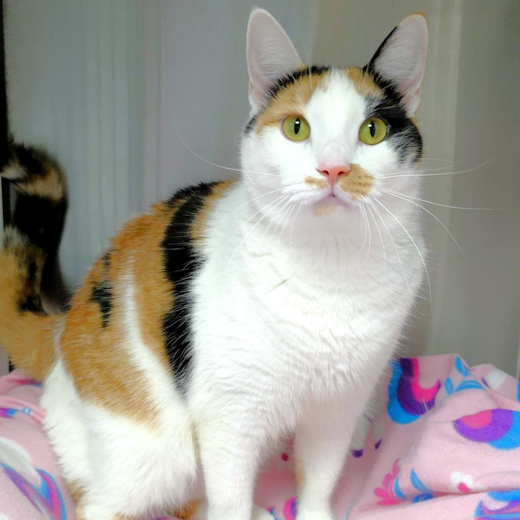 Sage (FKA Dottie), Adoptable, Adult Female Domestic Short Hair.