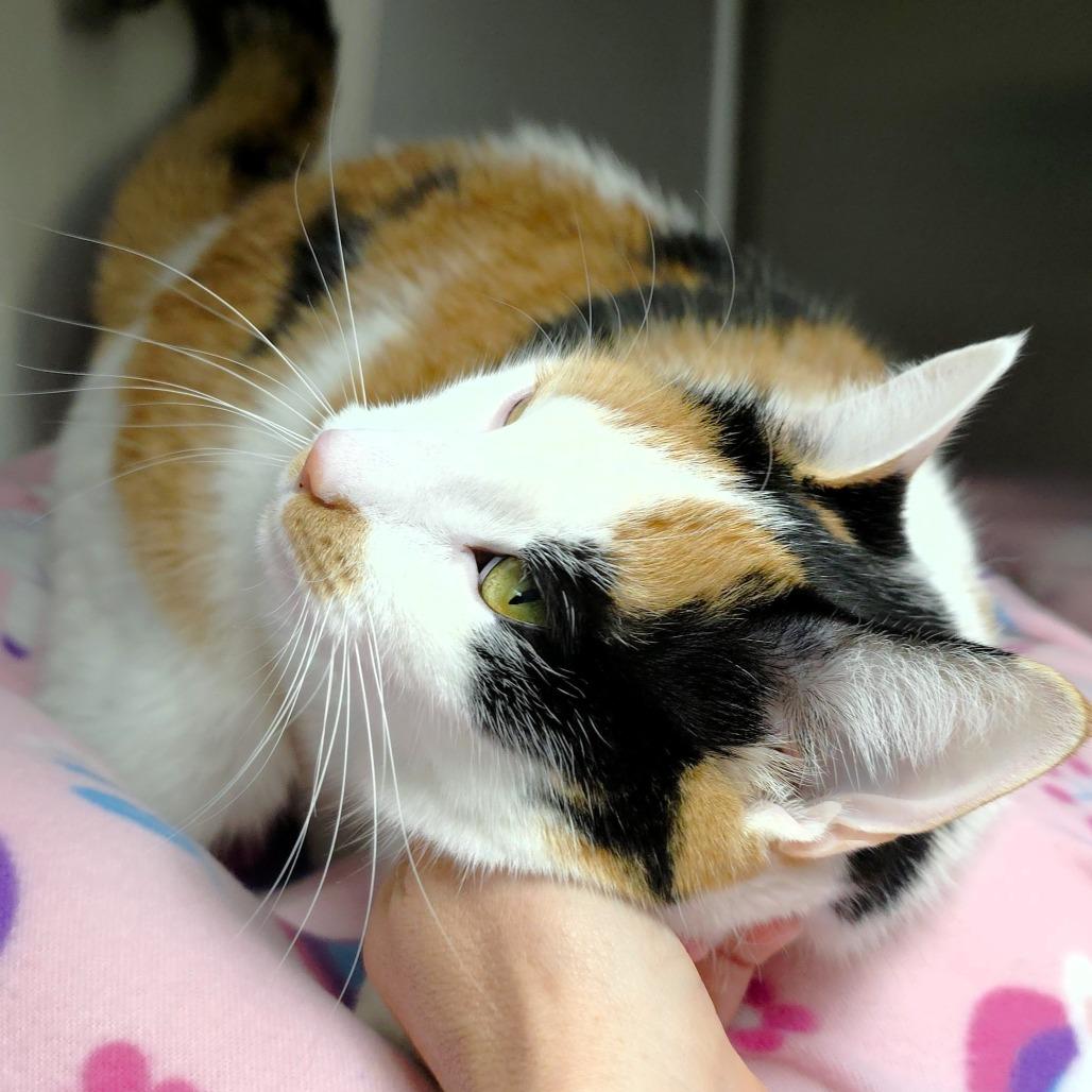 Enlarge Sage (FKA Dottie), a Adoptable Domestic Short Hair in Michigan City, IN image 2/6