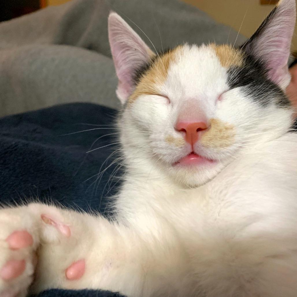 Enlarge Sage (FKA Dottie), a Adoptable Domestic Short Hair in Michigan City, IN image 3/6