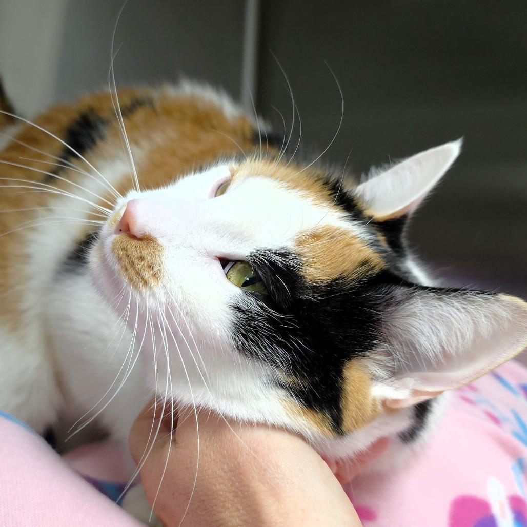 Enlarge Sage (FKA Dottie), a Adoptable Domestic Short Hair in Michigan City, IN image 4/6