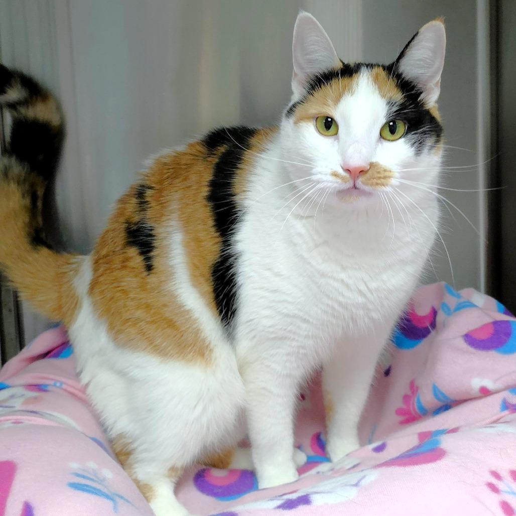 Enlarge Sage (FKA Dottie), a Adoptable Domestic Short Hair in Michigan City, IN image 5/6