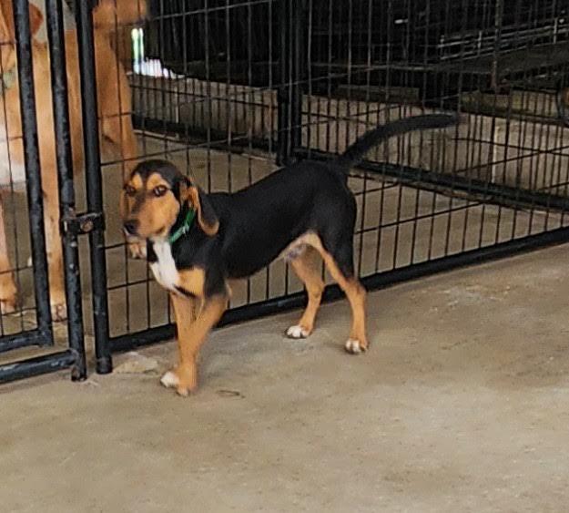 Enlarge Bubba, an adopted mixed breed in Marshall, AR image 5/6