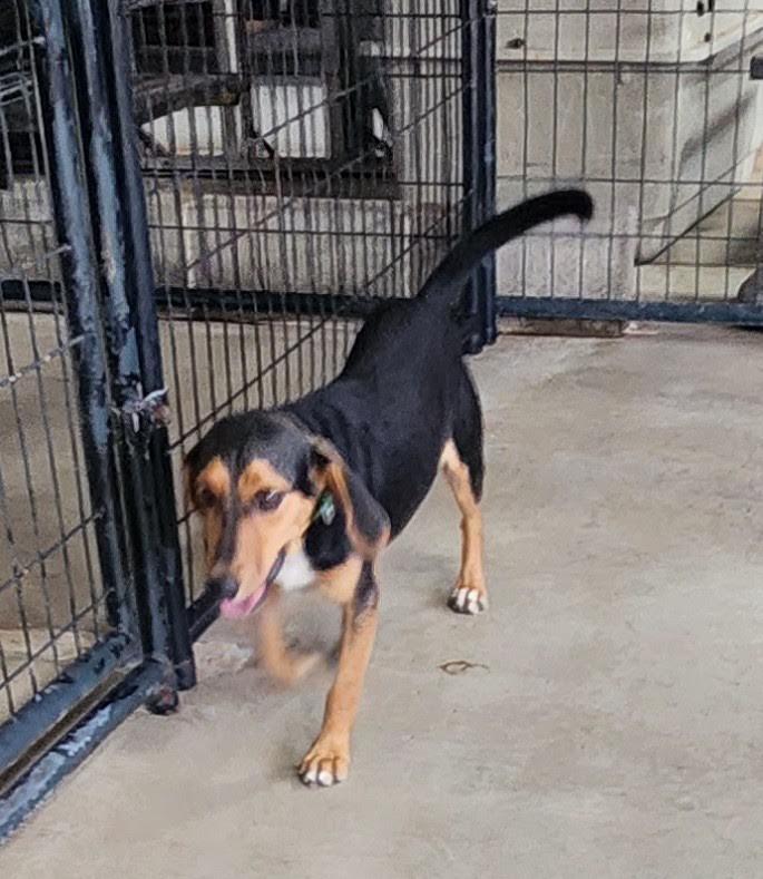 Enlarge Bubba, an adopted mixed breed in Marshall, AR image 3/6
