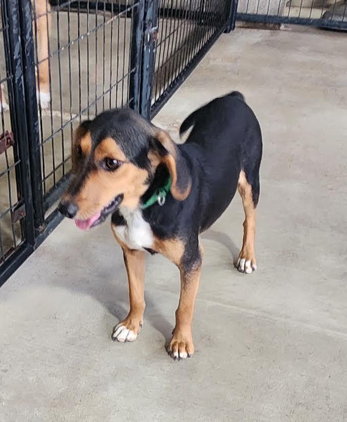 Enlarge Bubba, an adopted mixed breed in Marshall, AR image 2/6