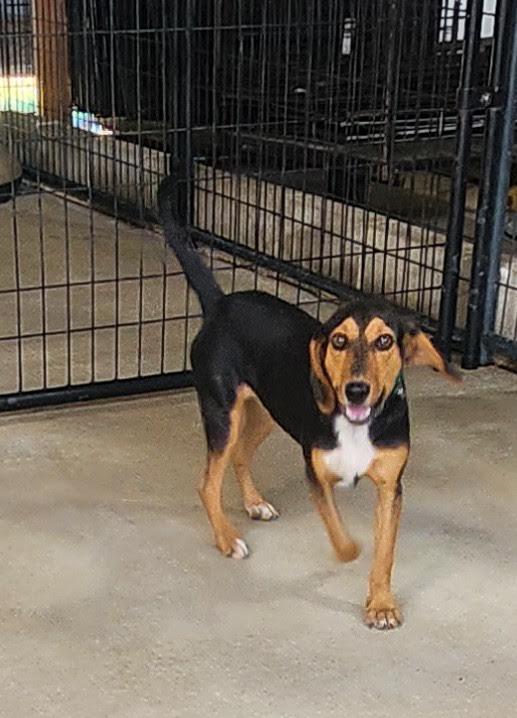 Enlarge Bubba, an adopted mixed breed in Marshall, AR image 1/6
