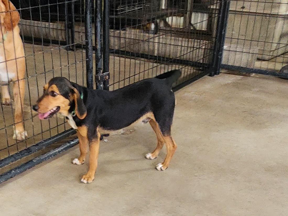 Enlarge Bubba, an adopted mixed breed in Marshall, AR image 6/6