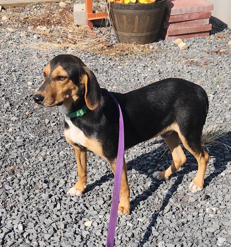 Enlarge Bubba, an adopted mixed breed in Marshall, AR image 4/6