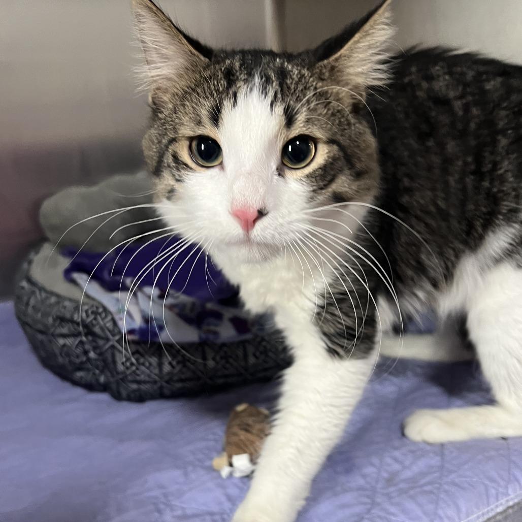 Enlarge Fred, a Adoptable Domestic Long Hair in Wadena, MN image 1/3
