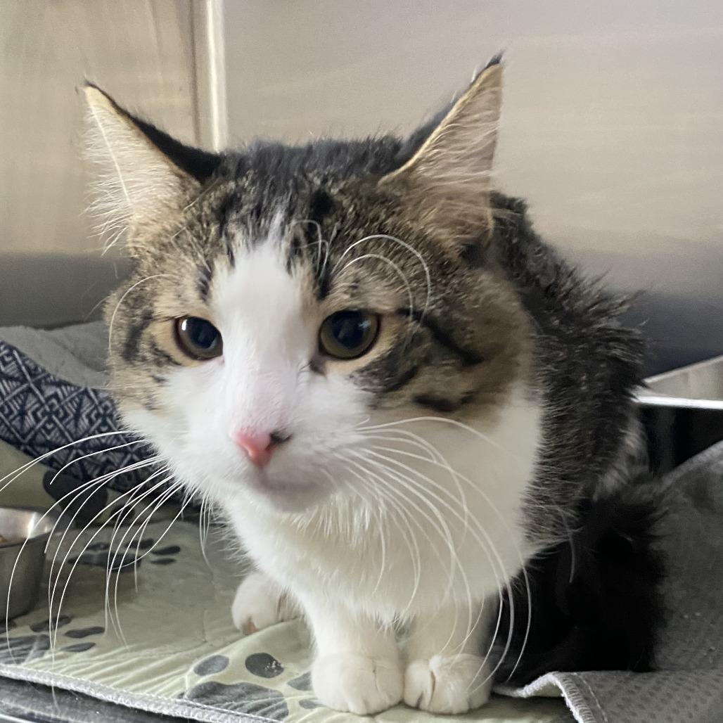 Enlarge Fred, a Adoptable Domestic Long Hair in Wadena, MN image 2/3