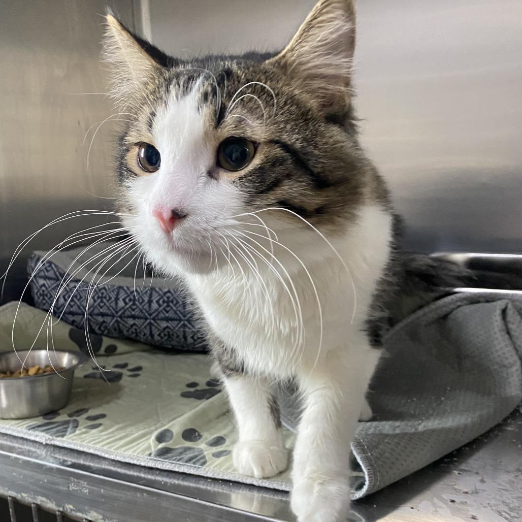 Enlarge Fred, a Adoptable Domestic Long Hair in Wadena, MN image 3/3