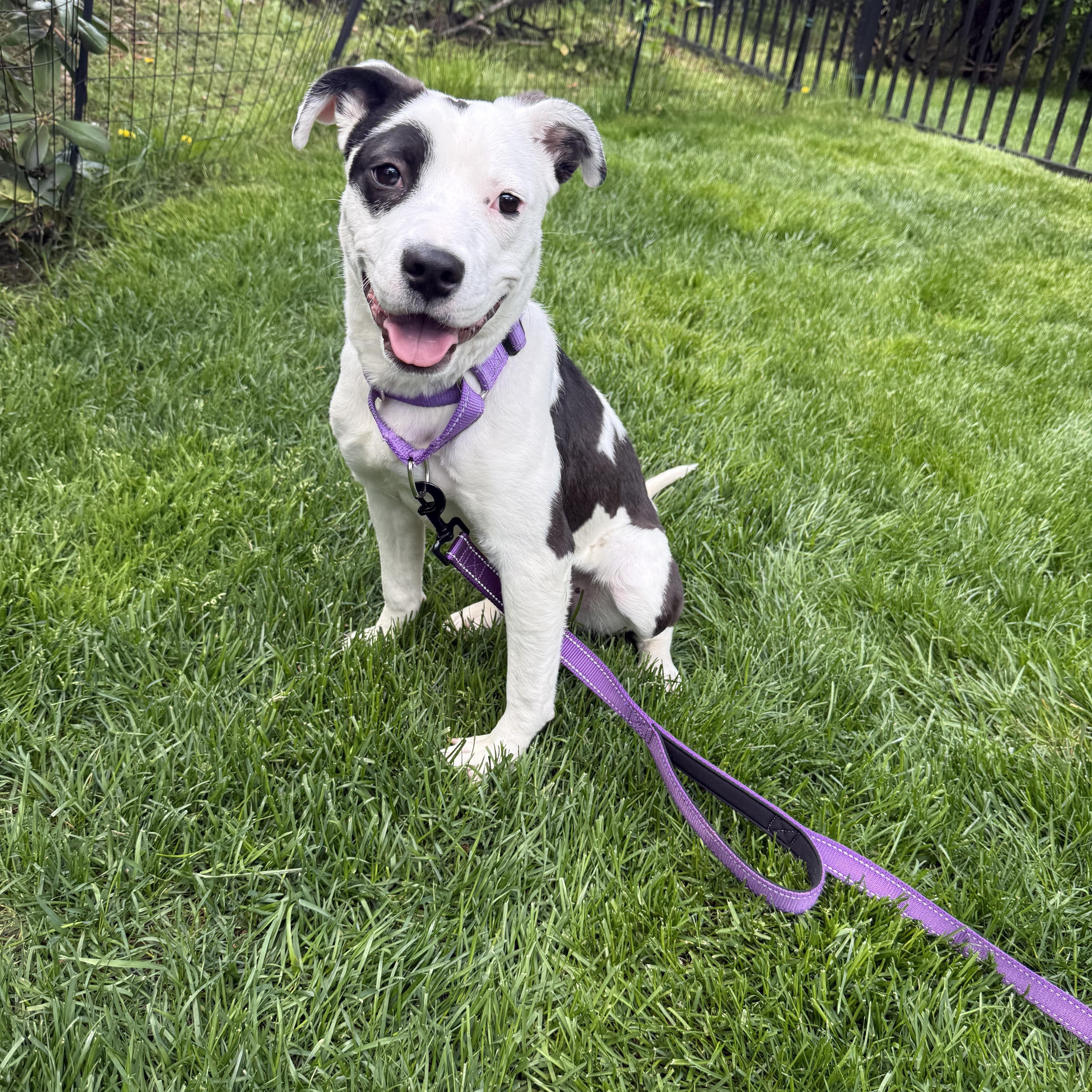 Enlarge Pippa, an adopted mixed breed in Putnam, CT image 2/6