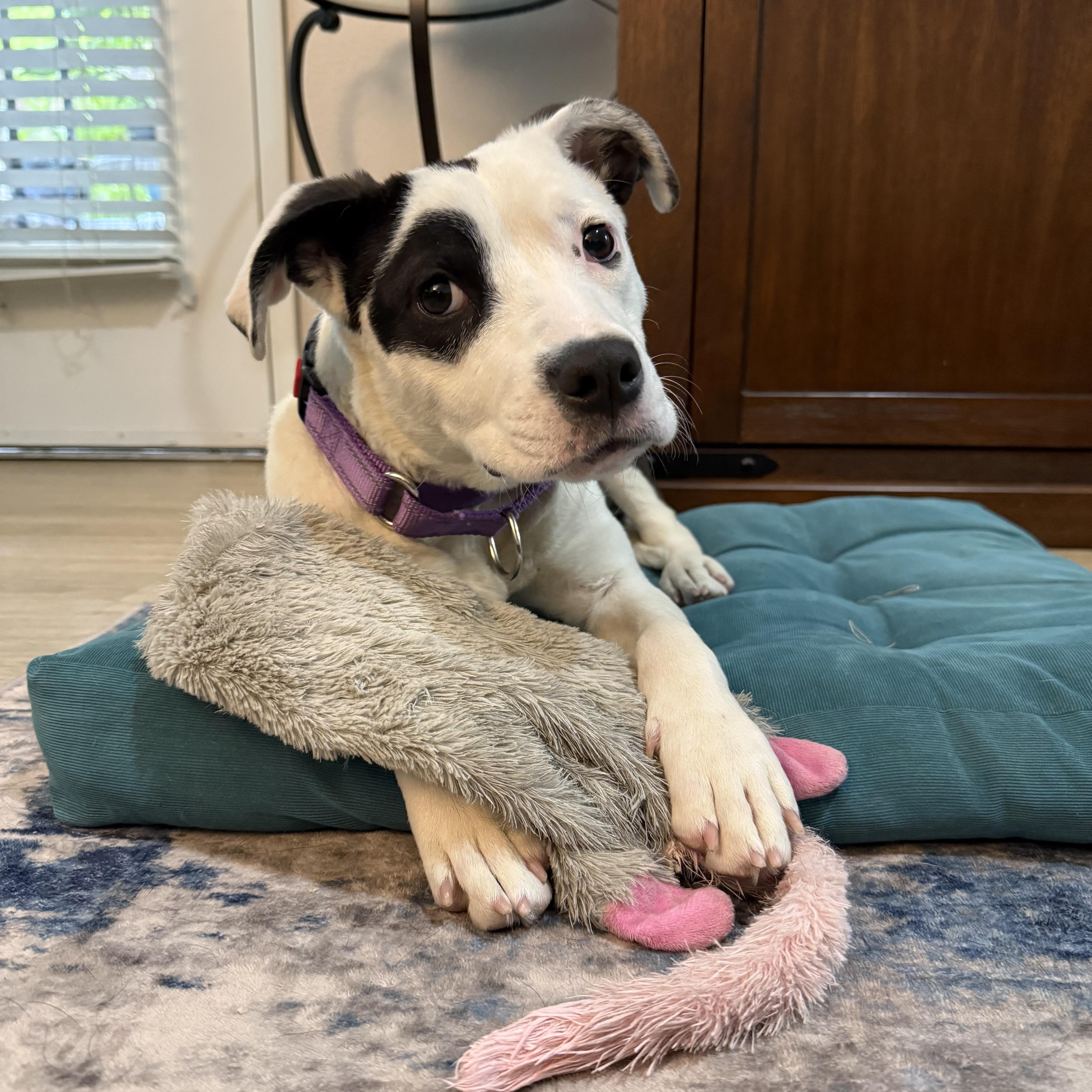 Enlarge Pippa, an adopted mixed breed in Putnam, CT image 1/6