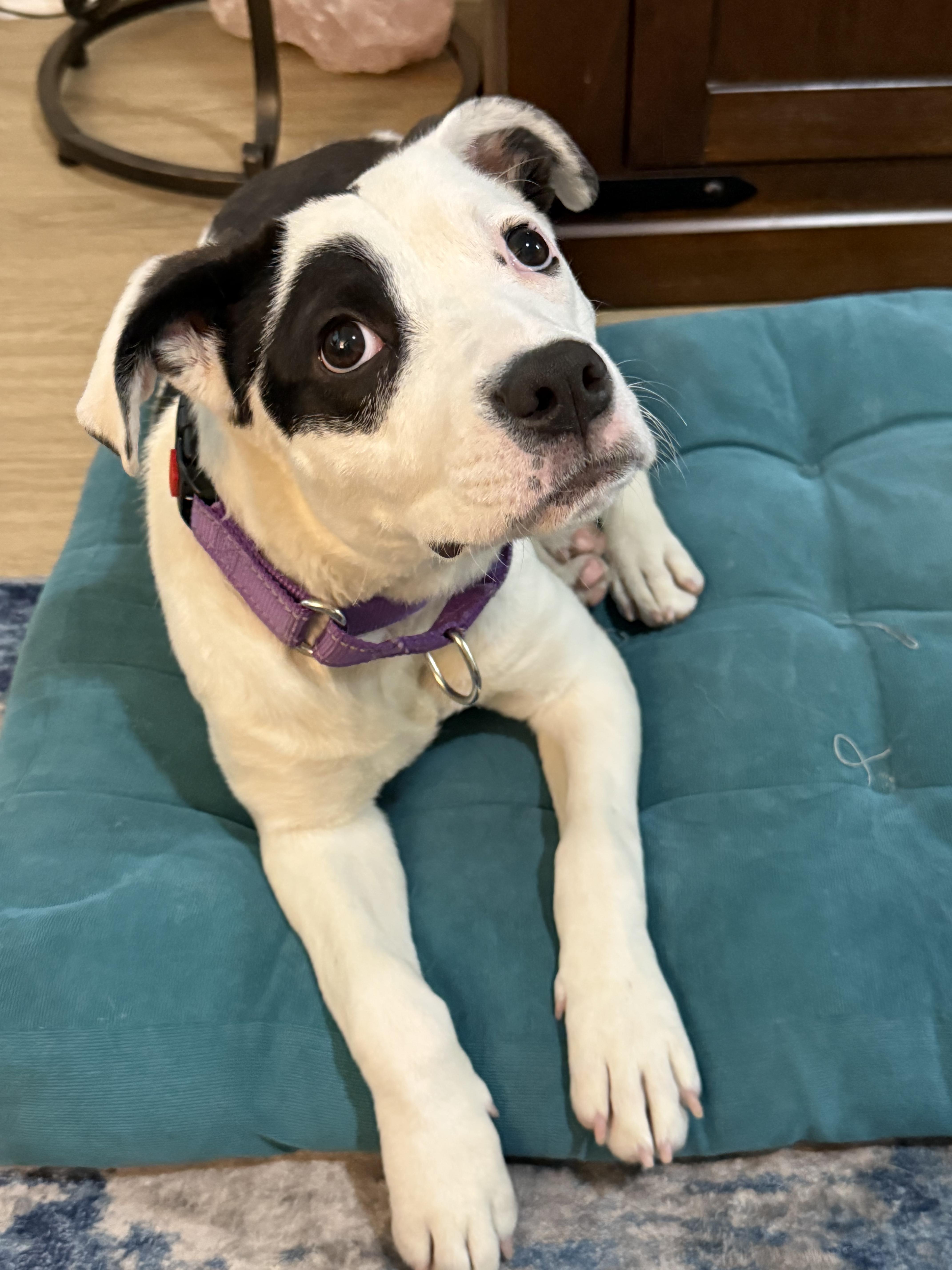 Enlarge Pippa, an adopted mixed breed in Putnam, CT image 4/6