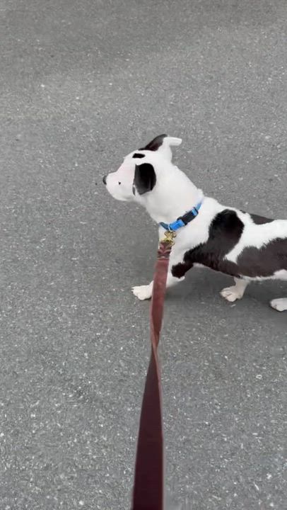 Enlarge Pippa, an adopted mixed breed in Putnam, CT video 6/6