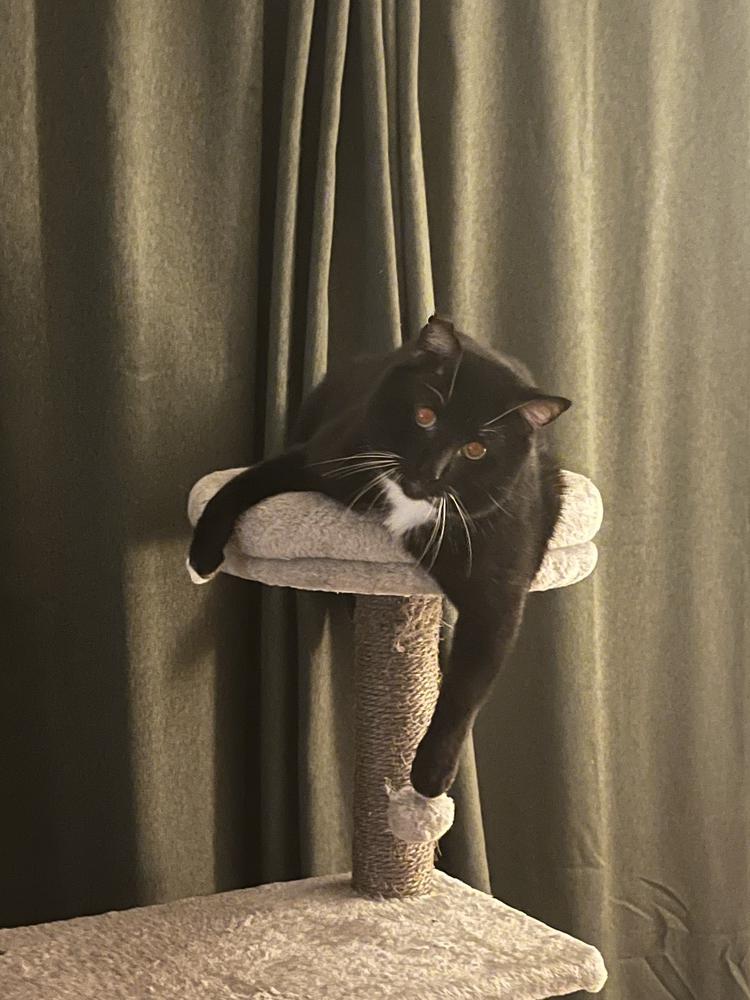 Enlarge Pops, a Adoptable American Shorthair in Virginia Beach, VA image 1/6