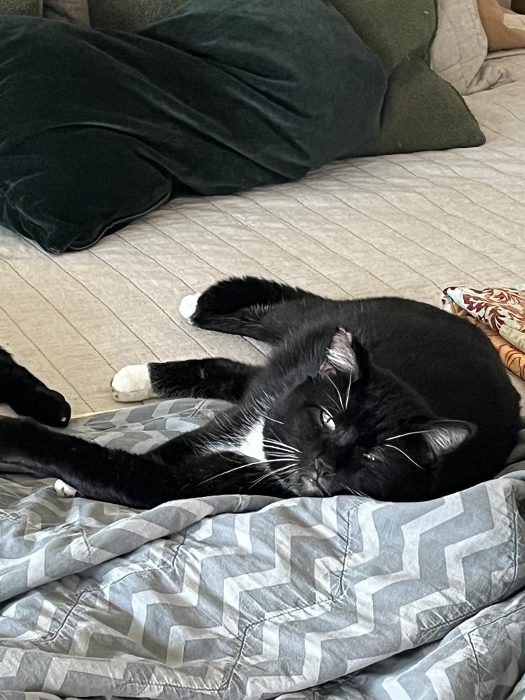 Enlarge Pops, a Adoptable American Shorthair in Virginia Beach, VA image 5/6