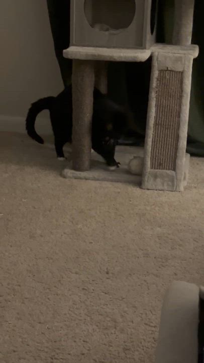 Enlarge Pops, a Adoptable American Shorthair in Virginia Beach, VA video 6/6