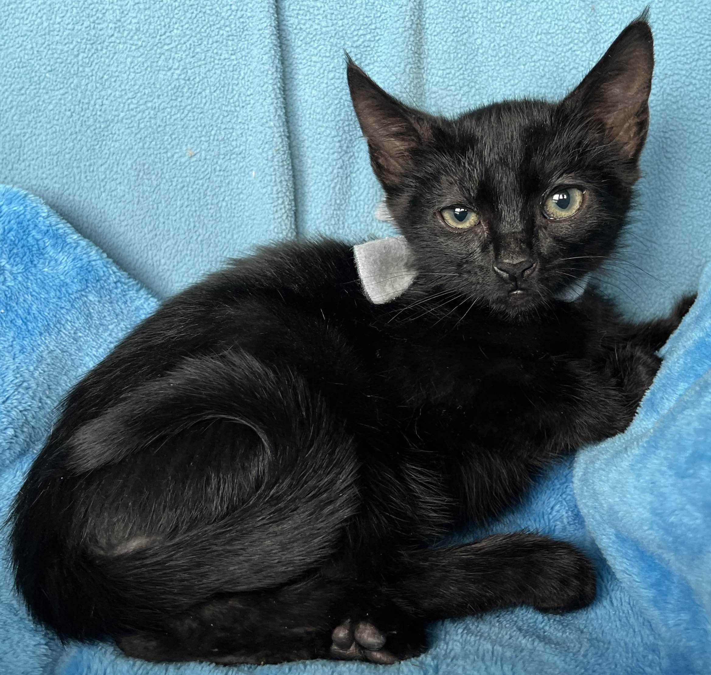 Darnell, Baby Male Domestic Short Hair