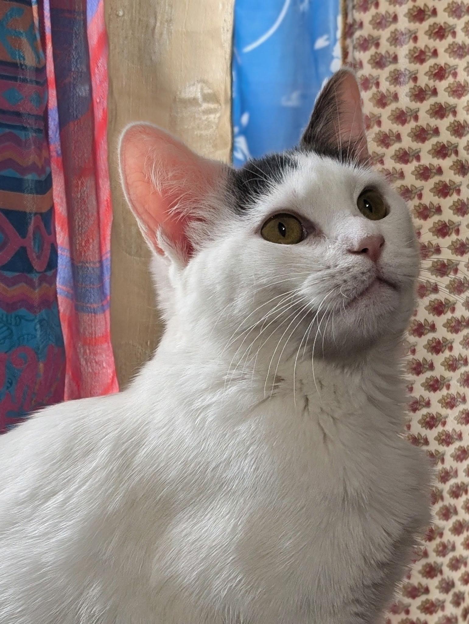 Junebug, ADOPTABLE, Kitten Female Domestic Short Hair.