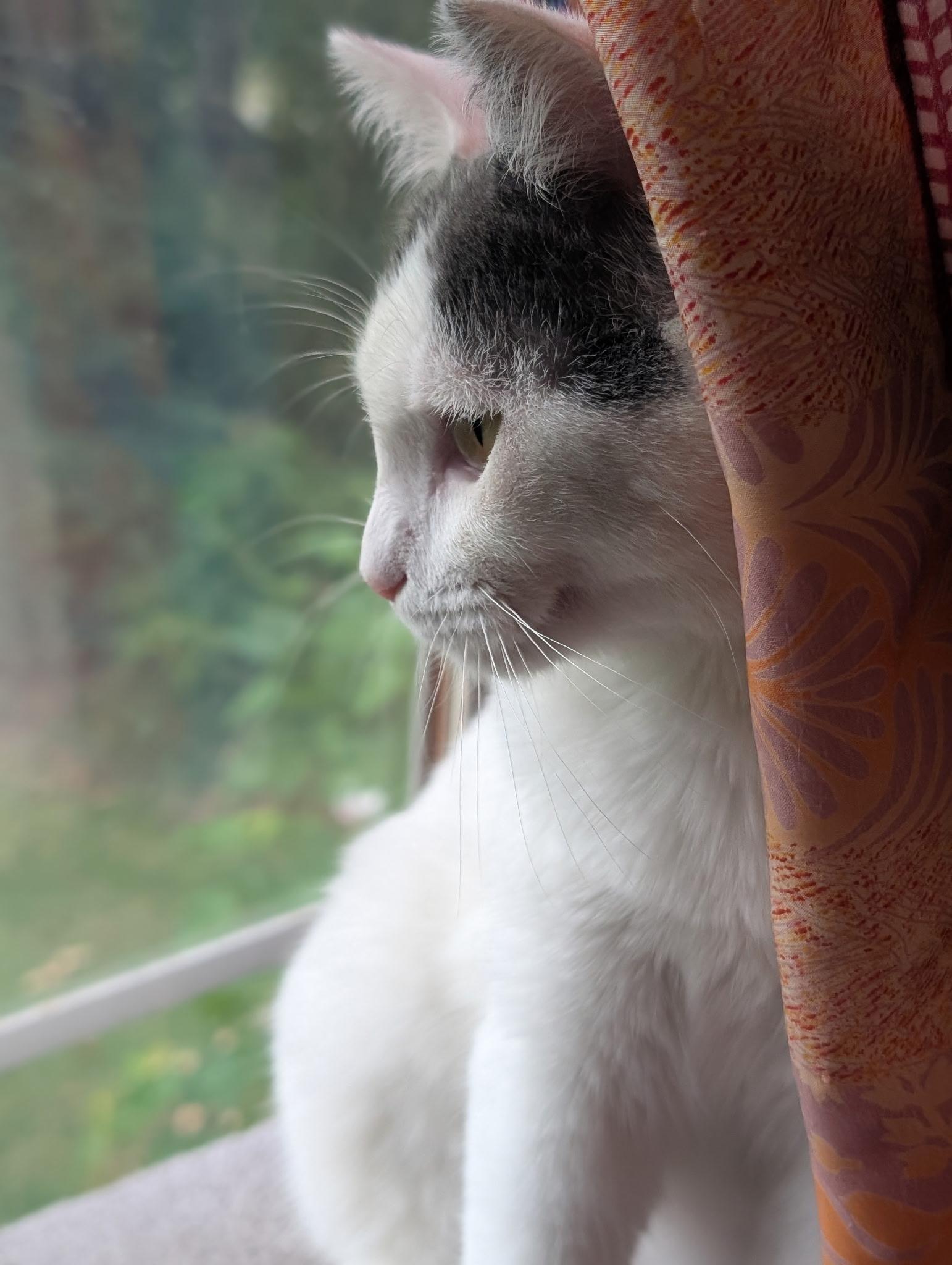 Enlarge Junebug, a ADOPTABLE Domestic Short Hair in Atoka, TN image 3/5