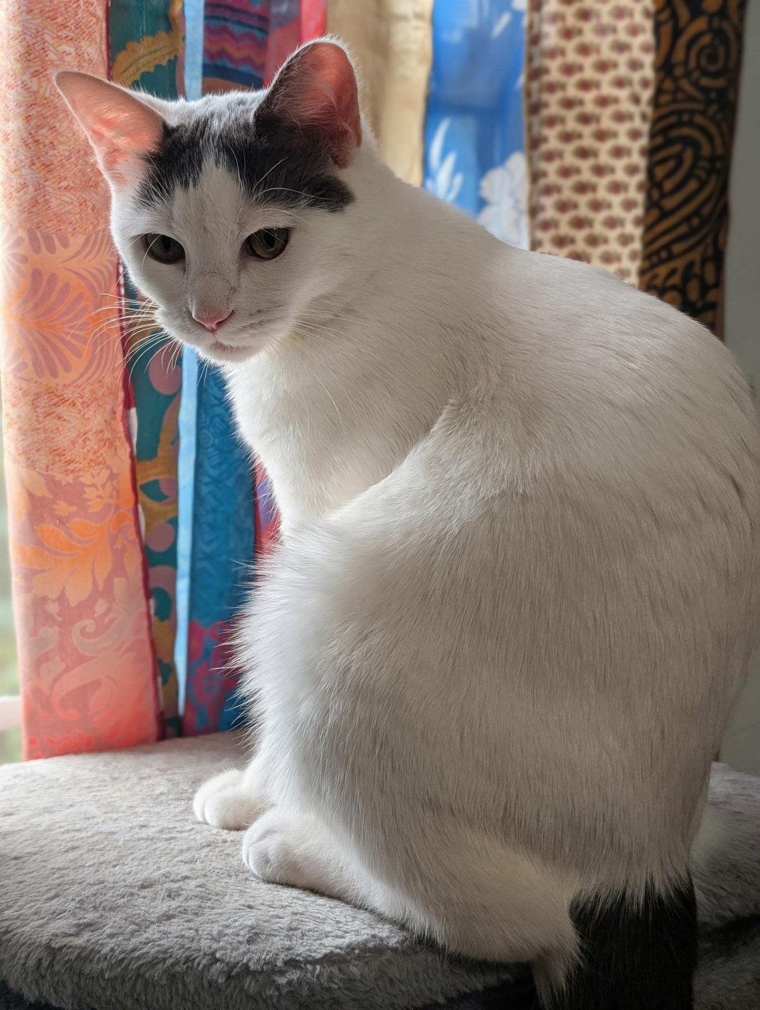 Enlarge Junebug, a ADOPTABLE Domestic Short Hair in Atoka, TN image 4/5