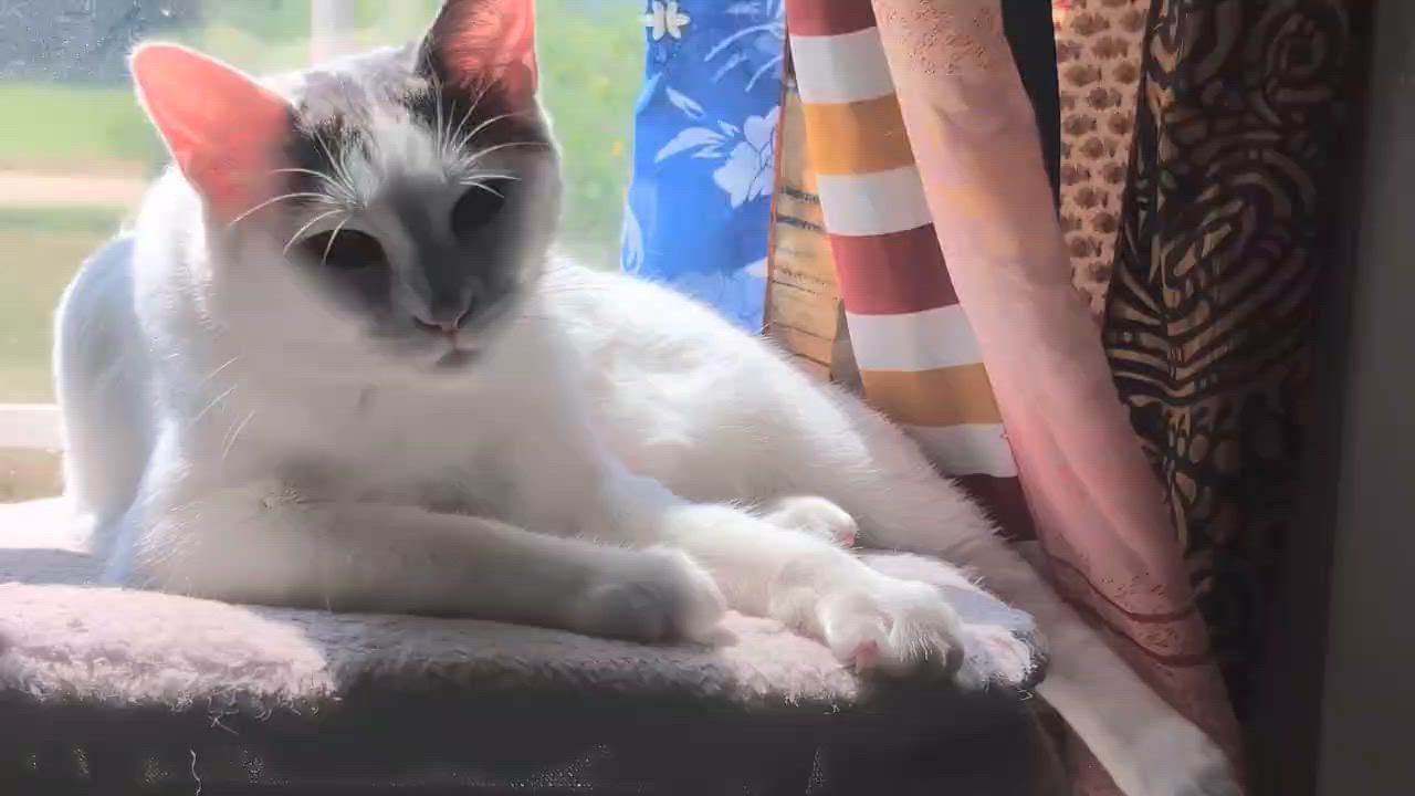 Enlarge Junebug, a ADOPTABLE Domestic Short Hair in Atoka, TN video 5/5