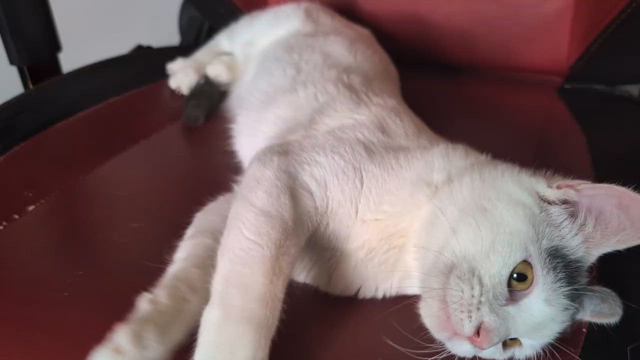 Enlarge Junebug, a ADOPTABLE Domestic Short Hair in Atoka, TN video 2/5
