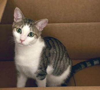 Flounder — thumbnail 4