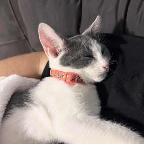 Charlie, Adoptable, Kitten Female Domestic Short Hair.