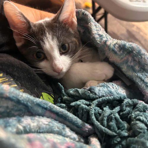Enlarge Charlie, a Adoptable Domestic Short Hair in Verona, NJ image 2/5