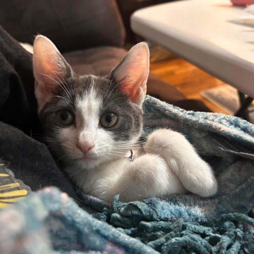 Enlarge Charlie, a Adoptable Domestic Short Hair in Verona, NJ image 4/5