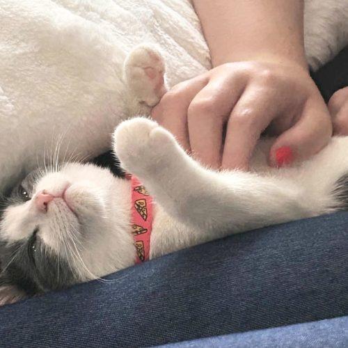 Enlarge Charlie, a Adoptable Domestic Short Hair in Verona, NJ image 5/5