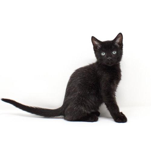 Zaddius, Adoptable, Kitten Male Domestic Short Hair.