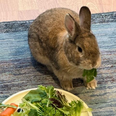 Squilliam Fancyson, Adoptable, Adult Male American.