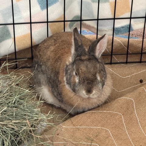 Enlarge Squilliam Fancyson, a Adoptable American in Richmond, CA image 2/6