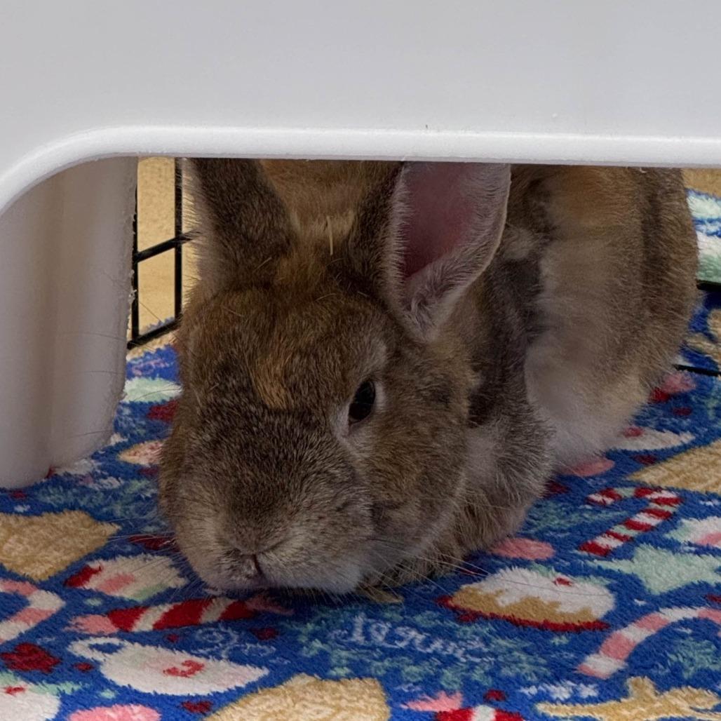 Enlarge Squilliam Fancyson, a Adoptable American in Richmond, CA image 3/6