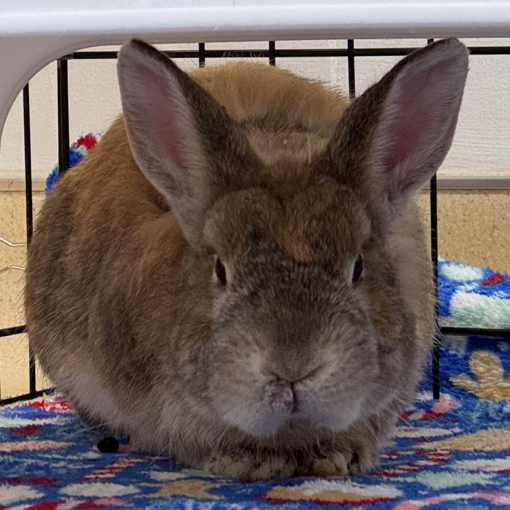 Enlarge Squilliam Fancyson, a Adoptable American in Richmond, CA image 4/6