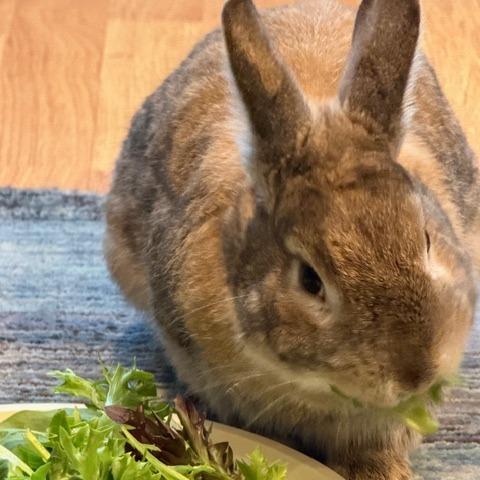 Enlarge Squilliam Fancyson, a Adoptable American in Richmond, CA image 5/6